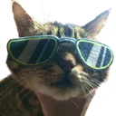 coolasscat