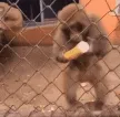 MA_MonkeyCrazy