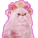 Pink Cat pinkcat Discord Emoji