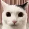 Catstare catstare Discord Emoji