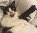 catgun