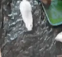 ratscare