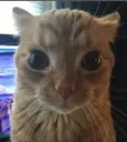 Hmm_what_who