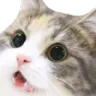 catwoah