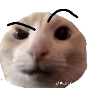 cat_raised_eyebrow