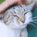 PetTheCat Discord emoji