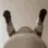 catshake2