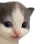 catnhehe
