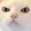 catSayWhatNow
