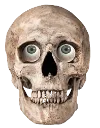 skull