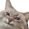smugcat smugcat