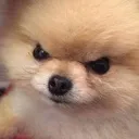 angerpup