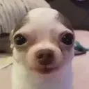 Stare