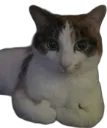 catthumbsup