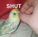 SS_ShutSunny