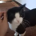 chillingcat Discord Emoji