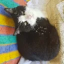 chaircat Discord Emoji