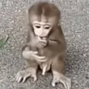 macaquinho