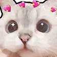 cat_mesmerized cat_mesmerized