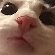 cat_peeking