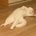cat_brutalsleep