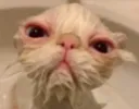 WET