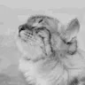 GIGACAT GIGACAT
