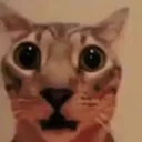 cat_HUHH