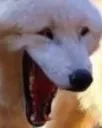 wolfLMAO3