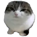 wawacat