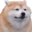 dog_11