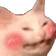 catBlush
