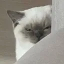 sakucatstare