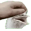 PetTheKevin