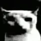 dark_cat