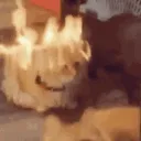 gato_burning