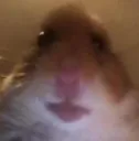 Mh