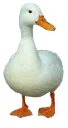 duc