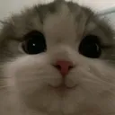 catheehe
