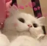 cat_cute_ru