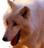 wolf_roflan