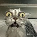 Scaredcat scaredcat Discord Emoji