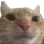 cat_serious_ru
