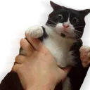 catgrasped Discord Emoji