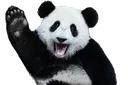 panhi