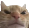 Angrycat angrycat Discord Emoji