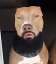 lytskindawg