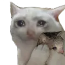 hugkitty