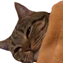 catsleep