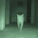 catspooky